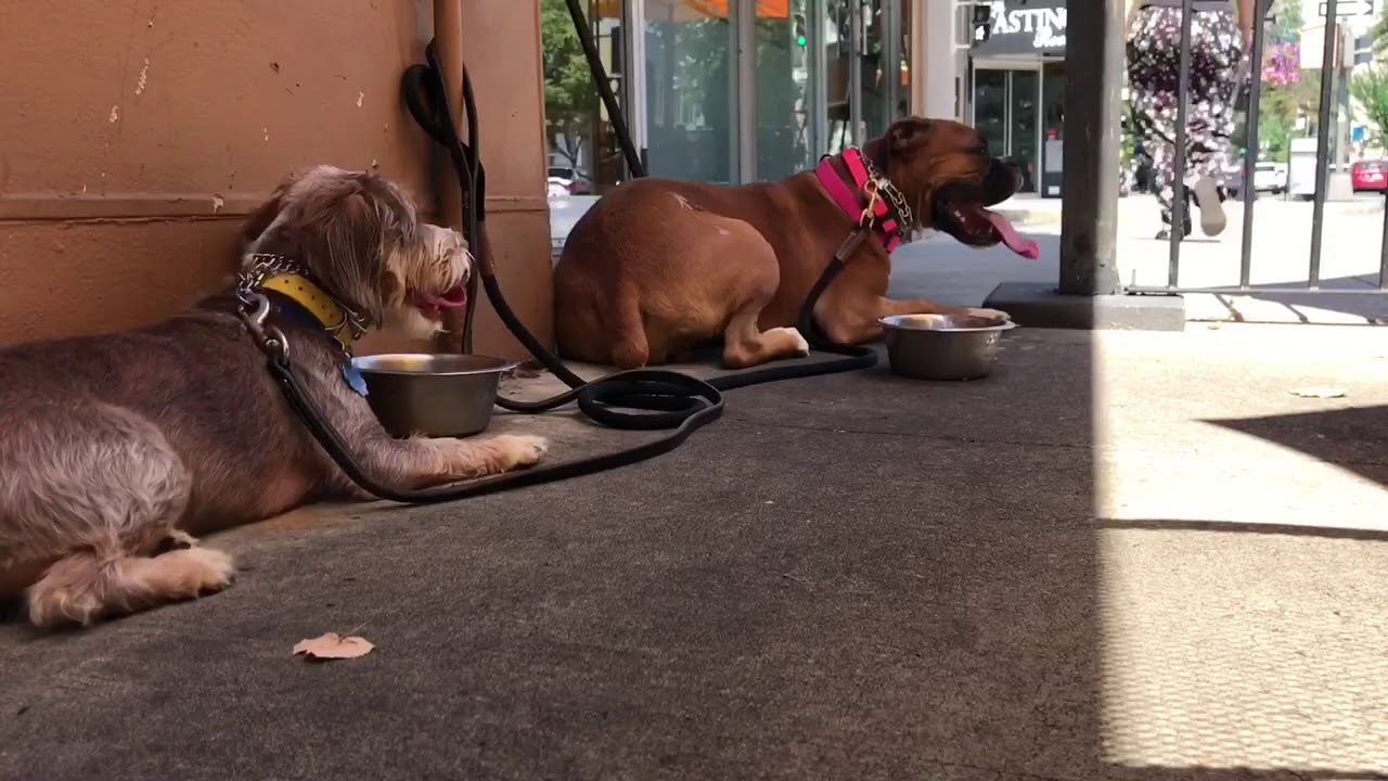 Mickey and Marley go to lunch! - YouTube