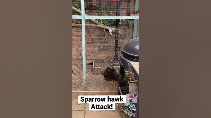 Elang Sparrow menyerang Aviary saya!! #shorts #Aviary #Hawk #birds #birdsofprey