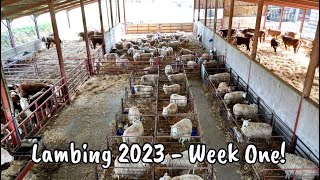 Lambing 2023 - Week one!