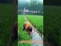 Irrigating the wheat field by hand with a simple ditch