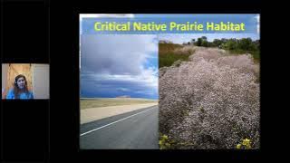 Pitch for Pipits and Plovers