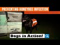 Dogs in Action! Preventing Honeybee Infection