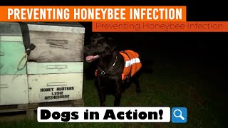 Dogs in Action! Preventing Honeybee Infection