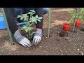 トマト植える時は斜めにすると収穫量が多くなります！支柱は平テープで強くなる！トマトの育て方（支柱立て〜植え付けと水やり〜誘引）24/4/26