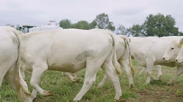 Website Header Video 1