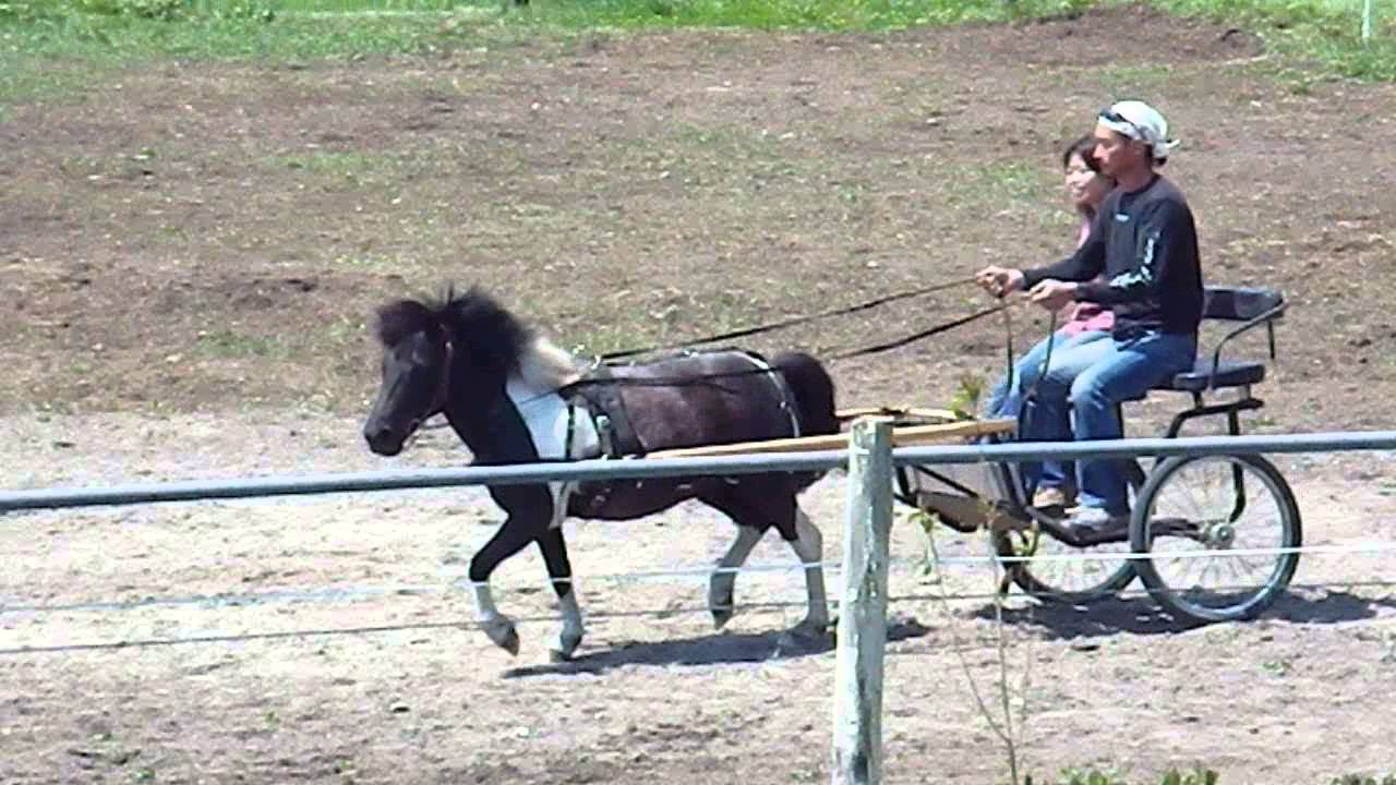 Northpole stable 2015 ポニーのミニーと2輪馬車 - YouTube