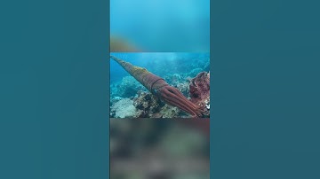 KINH NGẠC: Tổ Tiên Bạch Tuộc Từng Dài 8 Mét Và Săn Mồi Bằng "Mù"?!