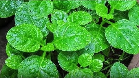 Giật mình trước 5 tác hại của rau mồng tơi chưa được biết tới - Nhịp Sống Khỏe