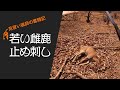 【閲覧注意】鹿　止め刺し