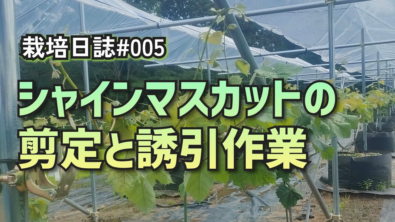 ぶどう栽培日誌#005 シャインマスカットの剪定と誘引作業