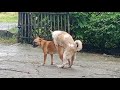 Dog Mating