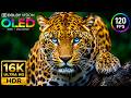 Impossible Nature Animals | OLED HDR TEST | Dolby Vision 120fps (8K/4K Ultra HD)