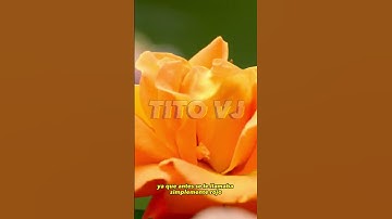 Thumbnail of ¿Naranja es un COLOR o una FRUTA? #curiosidades #shorts