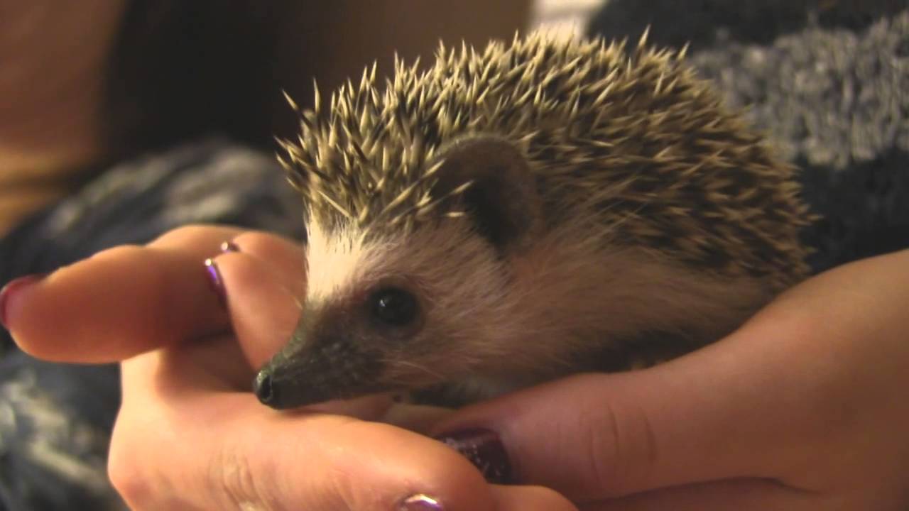 ✧Mǟɢɨƈֆȶօʀʍ✧° — Old Hedgehog Cuddles