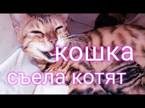 Кошка съела котенка #12
