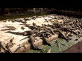 Oh God!? Suvarnasamut crocodile farm eat duck necks