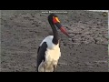 ~ ŻABIRU  AFRYKAŃSKI ( Ephippiorhynchus senegalensis ) ~  SAFARI   19/10/2018