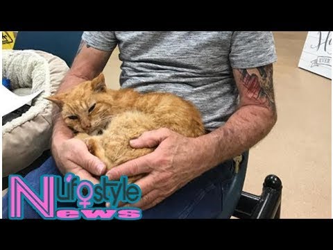 Lost cat returns home 14 years after hurricane - YouTube