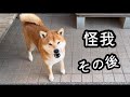 怪我の経過観察。柴犬