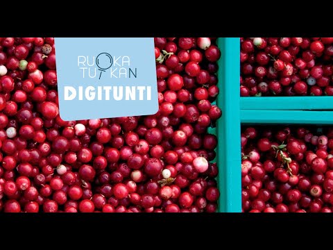 Video: Boysenberry: viljelyn ja käytön ominaisuudet