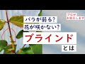 ブラインドとは。「あれ? なんかおかしい枝がある!」 プロがおしえます。
