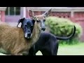 Amitié incroyable entre chien et biche - ZAPPING SAUVAGE