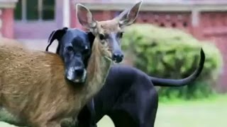 Amitié incroyable entre chien et biche  ZAPPING SAUVAGE