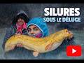 silures sous le déluge