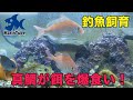 釣魚飼育#8 水槽に入れた真鯛の稚魚が餌を爆食い！そして水槽に異変が・・・