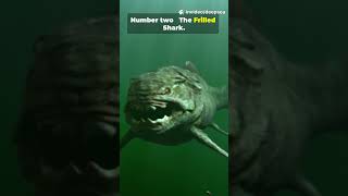 The Deep-Sea Terror" (Horror/Mystery)#sea #animals #ocean #curiosity #scary #nature #viral #wildlife