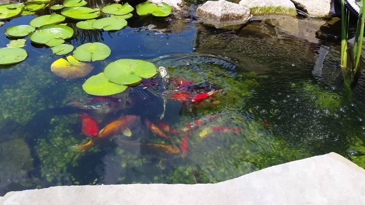 Koi Pond June 2016 Goldfish Clear Water You Koi Pond June 2016 Goldfish Clear Water