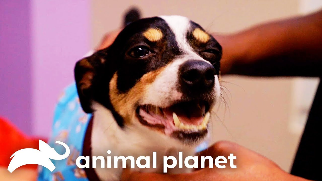 Miracle Recovery After Vet Extracts 720mL of Harmful Fluid From Rescue