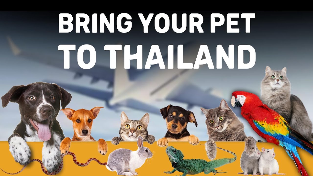 travel thailand with pet