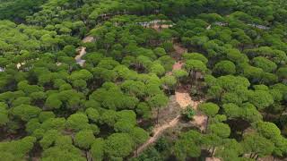 Most Beautiful Forest - Heather Deep In Forest