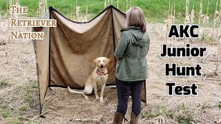 WHAT IS an AKC JUNIOR HUNT TEST? ~ Learn what to expect and prepare for. ~The Retriever Nation
