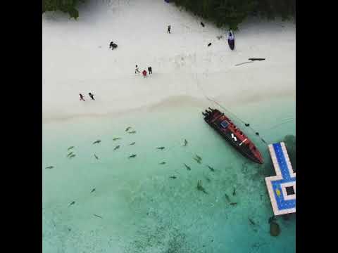 RAJA AMPAT - shark point wayag. feeding shark
