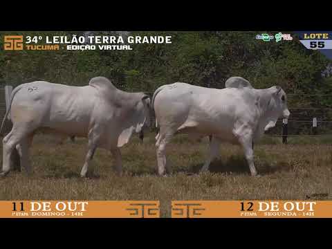 LOTE 055