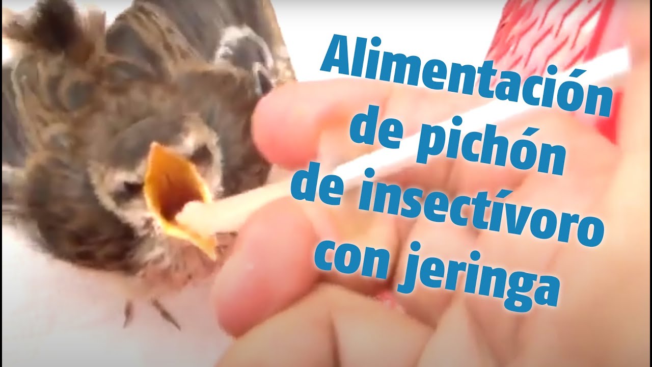 Alimentación de pichón de insectívoro con jeringa