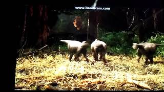 Aucasaurus vs Saltasaurus fight (resound)