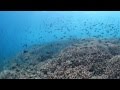 Bali Scuba Diving-Coral Reef at Ped Point