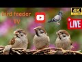 🔴 LIVE Bird feeder TV 4K UHD (big pigeon small pigeon)Thurcroft uk🚫Ads free🕊