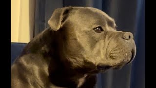 BLUE/BLACK STAFFIES JAKE IN CONTEMPLATION MODE by Julian Jones 124 views 1 month ago 54 seconds