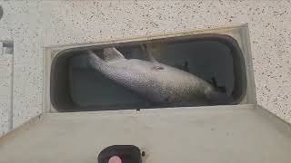 Roy & Susie Lake Trout Double Pinecliff Lodge
