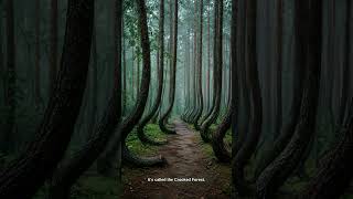 The Forest Where Trees Grow Sideways π³π²