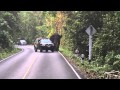 Friendly Wild Elephant at Khao Yai National Park 2