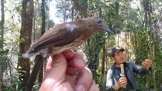 cara pikat burung siri siri pake MP3, dan pulut.