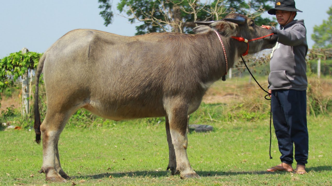 (8มี.ค69)เปิดแบ่งปันควายแม่สาวงาม สายน้อยราคาเกษตรกรจับต้องได้ คอกบ่าวนัด 099-047-4244