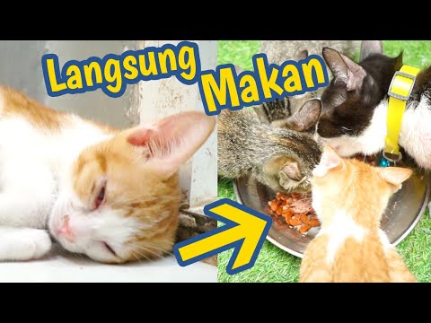 Video: Apa Yang Harus Dilakukan Jika Kucing Anda Tidak Makan Makanan Kucing?