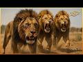 الشقيقان بيتيا التلميذان اللذان ورثا سر الهيمنة من سكارفيس mp3