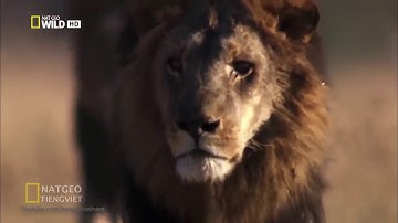Cuộc chiến sinh tồn khốc liệt của những động vật hoang dã - sa mạc châu phi- thuyết minh full HD